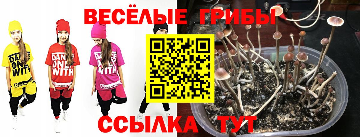 Галлюциногенные грибы Psilocybe  Псилоцибиновые грибы Cubensis  Арзамас  Вход с VPN 